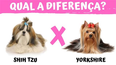 Quais S O As Diferen As Entre O Shih Tzu E Yorkshire Terrier Youtube