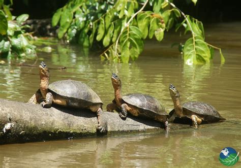 Tortuguero National Park, Costa Rica - Canals and Nesting Sea Turtles