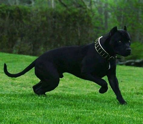 Пин от пользователя Таня Сергієнко на доске Pitbulls / Dogs