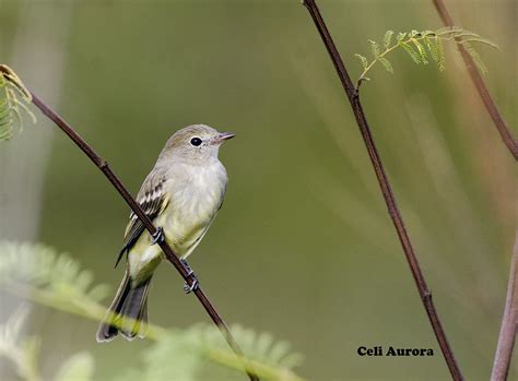 lesser elaenia elaenia chiriquensis photo call  song