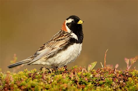 Lapland Bunting Bird Identification Guide Bird Spot