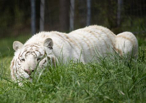 The Source Of All White Tigers | Turpentine Creek Wildlife Refuge