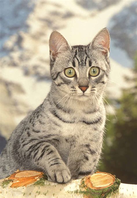 Egyptian Mau Colors From Silver To Bronze The Patterns And Shades