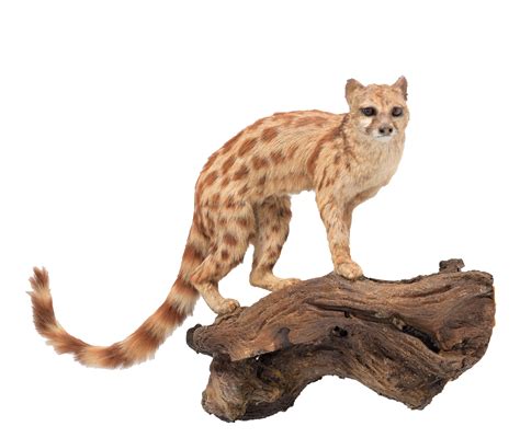 Lot 75 Taxidermy A Common Genet Genetta Genetta