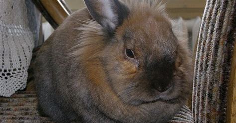 Polish Rabbit Breed Information and Pictures - PetGuide.com | PetGuide