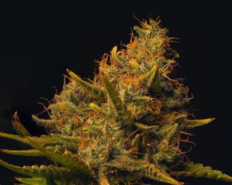 Skull Fuck Strain Info Skull Fuck Weed By Inseedious Seeds GrowDiaries