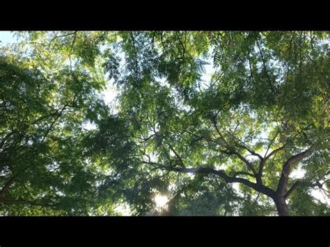 Relaxing Nature Ambience Tree Noise Gentle Wind In The Trees Relaxing