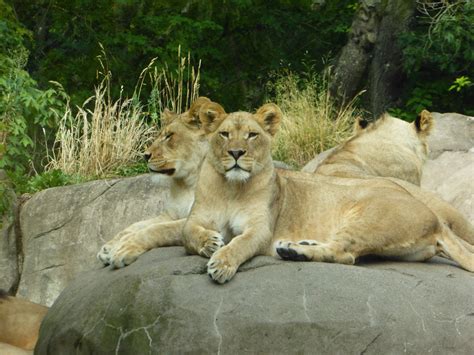 images nature adventure mane fauna savanna grassland