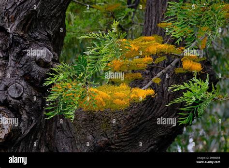 Grevillea Robusta Stock Photo - Alamy