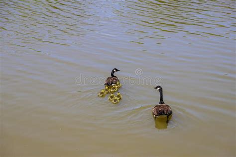 Una Familia De Gansos Canadianos Nadando En Las Aguas Turbulentas Y