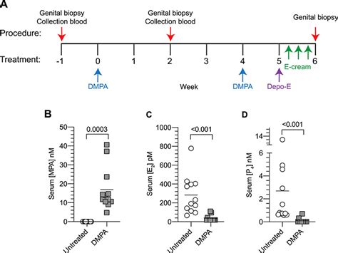 Exogenous Sex Steroids Regulate Genital Epithelial Barrier Function In