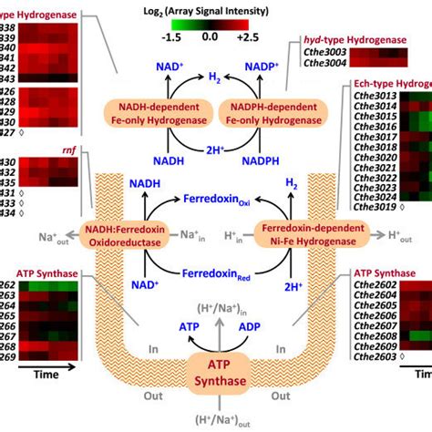 Expression Of Genes Involved In Maintaining Cellular Redox Status Heat