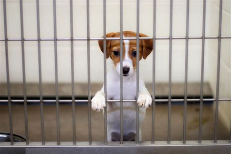 Dane County Humane Society Hosts Clear The Shelters Event August 13 14