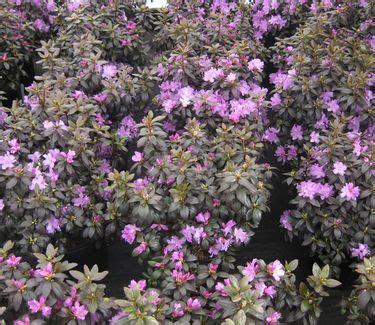 Rhododendron PJM PJM Rhododendron From Pleasant Run Nursery