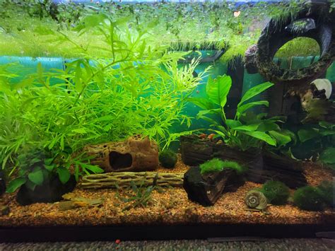 Wisteria trimming advice? Plus before & after : r/Aquascape