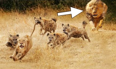 Animals Fighting For Foods Lion vs Hyena | Hyenas attack lioness but