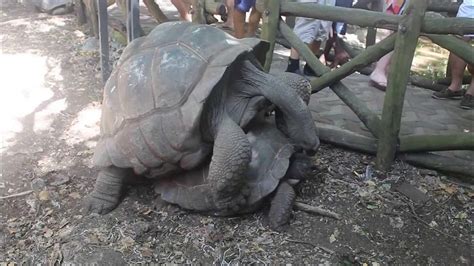 Aldabra Giant Tortoises Have Sex Youtube