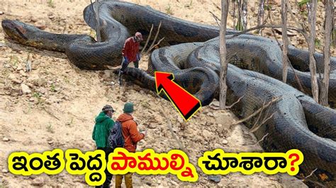 Top 5 Biggest Snakes In The World Biggest Snakes Ever Found Snakes