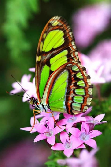 La beauté de la planète - jolies photos de papillons - Archzine.fr
