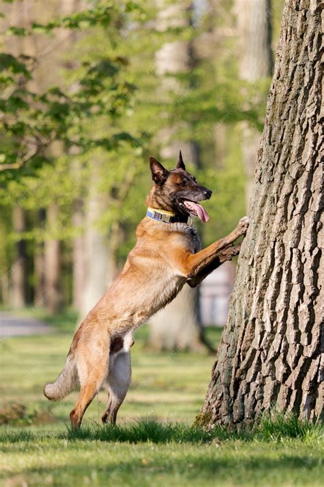 Premium Photo | Belgian malinois dog standing on its hind legs and