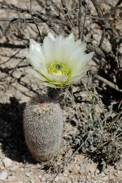 Echinocereus Dasyacanthus USA Texas Pecos Co Echinocereus Online