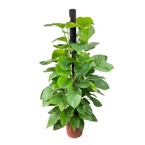Jm Flower Money Plant 25cm Pot Ntuc Fairprice