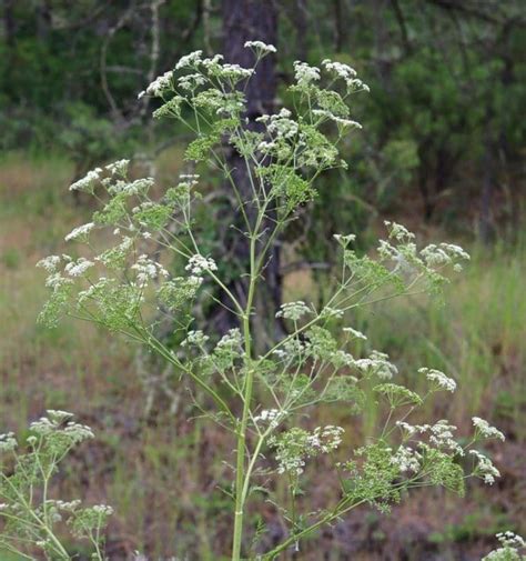 Poison Hemlock: How to Identify and Potential Look-alikes | Poisonous plants, Hemlock, Edible ...