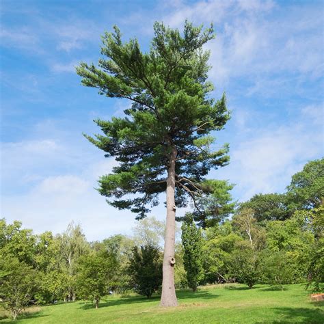 eastern white pine trees  sale  tree center