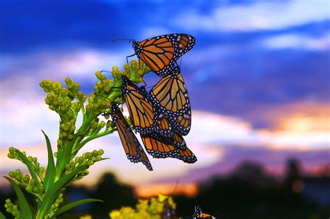 Butterflies - migrating | Pics4Learning