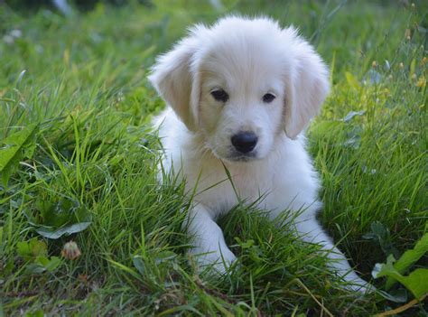 Puppy Golden Retriever Dog · Free photo on Pixabay