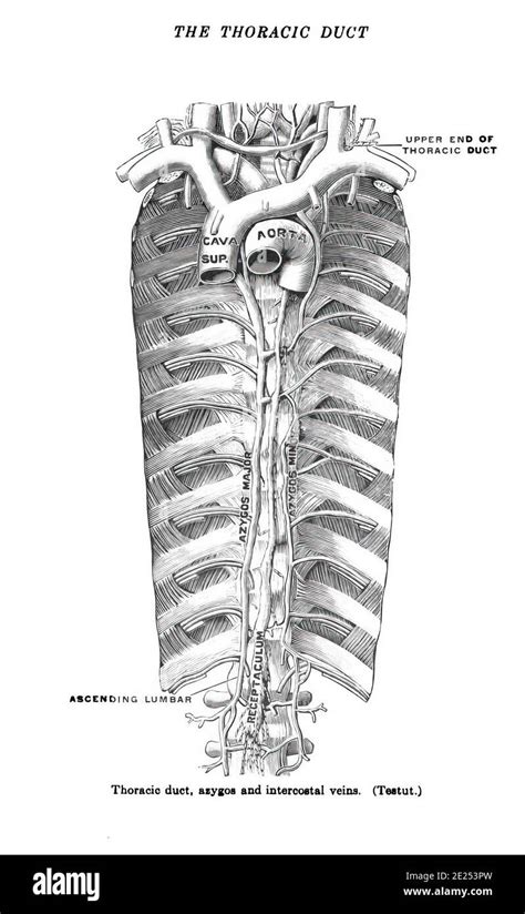 Structure Of A Thoracic Duct From An Atlas Of Human Anatomy Isolated On A White Background Stock