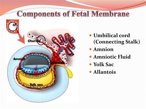 fetal membrane   peter jamar blog