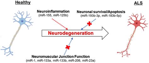 Frontiers Implications Of Mirnas Dysregulation In Amyotrophic Lateral