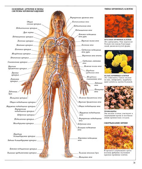 НАГЛЯДНЫЙ СЛОВАРЬ - ЧЕЛОВЕК