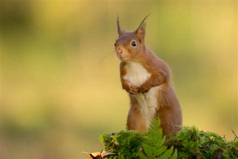 Bakgrundsbilder Natur Gren Vilda Djur Och V Xter Polisonger