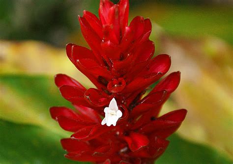 Red Ginger Root Powder 50g Bali Jiwa