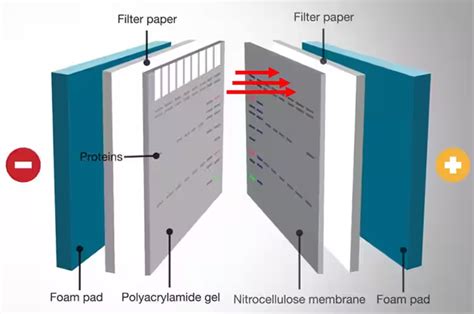 What Is Western Blot Genetika What Is Western Blot
