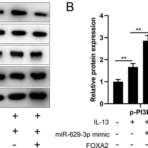 Il Mir P Foxa Axis Can Activate Pi K Akt Signaling Pathway In