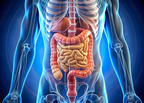 premium photo  image shows  closeup   persons intestines