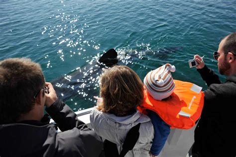 Whale Watching Tour from Reykjavík, Iceland | Day Tours | Arctic Adventures