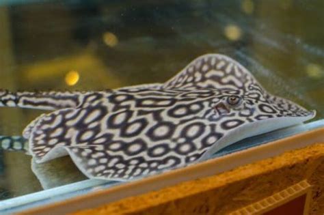 Cara Mudah Merawat Ikan Pari Air Tawar Di Akuarium Rumah Si Binatang