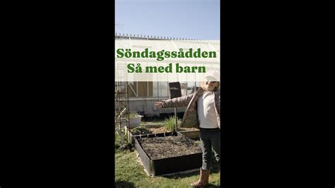 Söndagssådden Ebbas trädgårdsland Trädgårdshacks med GardenR YouTube