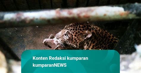 Legenda Di Hutan Jawa Macan Tutul Si Abah Dilepasliarkan Di Gunung