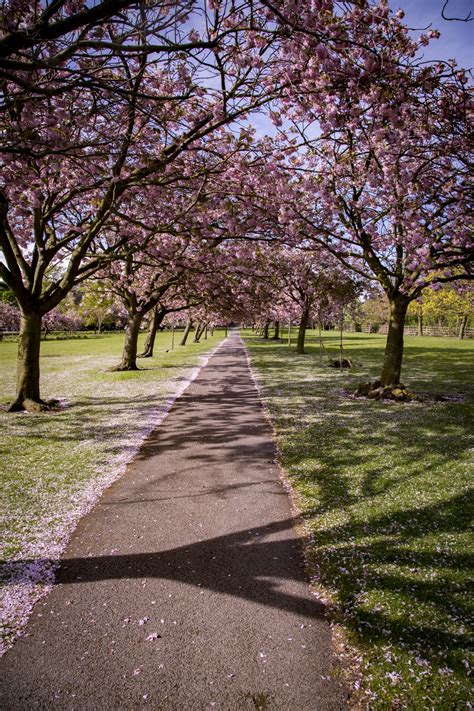 Pink Ornamental Cherry Trees Free Stock Photo - Public Domain Pictures