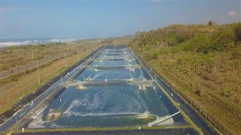 Panen Lagi Klaster Tambak Udang Kkp Di Cidaun Hasilkan Udang Vaname