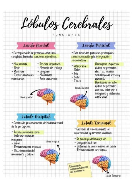 Anatomía de los lóbulos cerebrales y repaso funcional del SNC camila