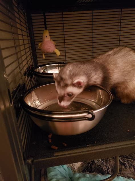 Ferrets Playing In Water