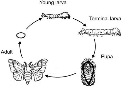 Lepidoptera Holometabola Metamorfosis Insectos Entomologia