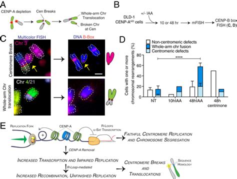 Cenp A Chromatin Prevents Replication Stress At Centromeres To Avoid