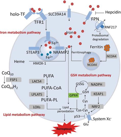 The Roles Of Iron And Ferroptosis In Human Chronic Diseases IntechOpen